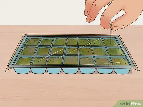 Imagen titulada Grow Flowers from Seed Step 5