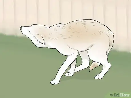 Imagen titulada Tell if a Dog Is Going to Attack Step 13
