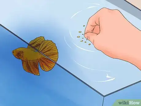 Imagen titulada Tell if a Betta Fish Is Sick Step 4
