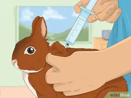 Imagen titulada Treat Diarrhea in Rabbits Step 5