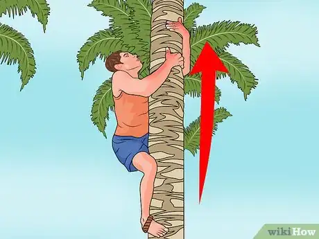 Imagen titulada Climb a Palm Tree Step 10
