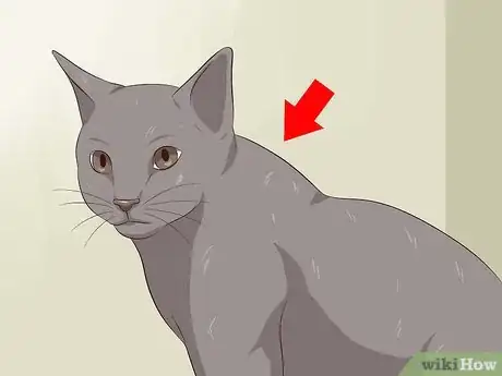 Imagen titulada Deactivate Your Cat Step 3