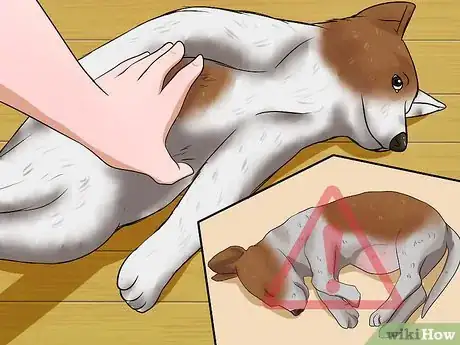 Imagen titulada Choose a Healthy Puppy Step 4