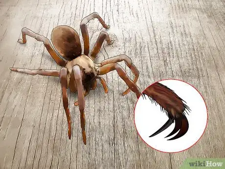 Imagen titulada Identify a Wolf Spider Step 3