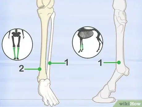 Imagen titulada Identify Human Bones Step 12