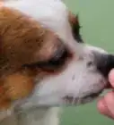 entrenar a tu perro para rodar