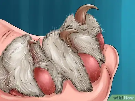 Imagen titulada Diagnose and Treat the Cause of Deformed Cat Nails Step 1