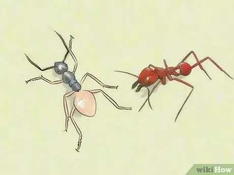 Imagen titulada Identify Ants Step 16