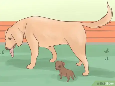 Imagen titulada Care for Your Chihuahua Puppy Step 6