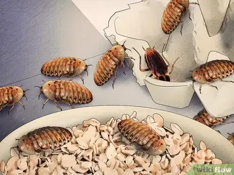 Imagen titulada Breed Feeder Roaches Step 11