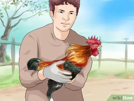 Imagen titulada Protect Yourself from an Attacking Rooster Step 10