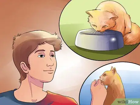 Imagen titulada Prepare Your Cat for Surgery Step 15