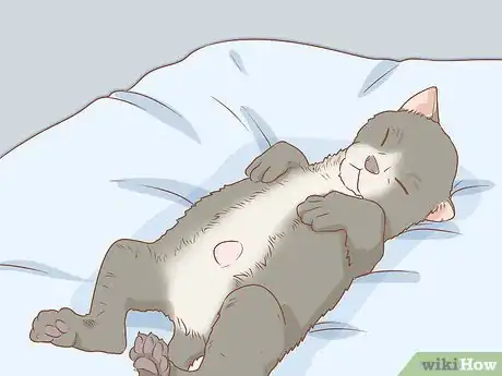 Imagen titulada Diagnose and Treat Hernias in Cats Step 4