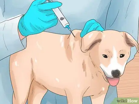 Imagen titulada Treat Anemia in Dogs Step 16