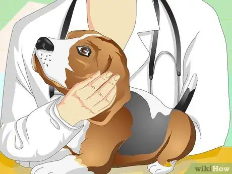 Imagen titulada Heal Ear Infections in Dogs Step 2