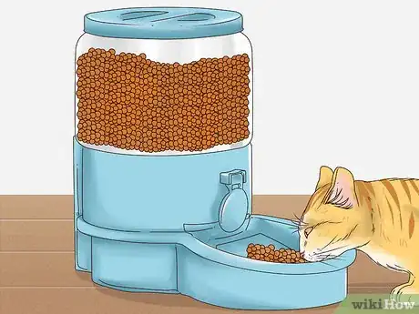 Imagen titulada Get a Cat to Stop Meowing Step 3