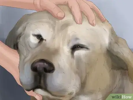 Imagen titulada Express a Dog's Anal Gland Step 9