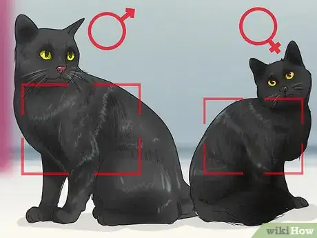 Imagen titulada Identify a Bombay Cat Step 4