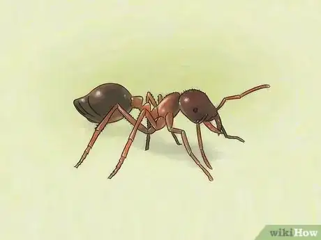 Imagen titulada Identify Ants Step 17
