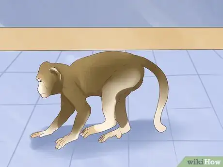 Imagen titulada Take Care of a Monkey Step 7