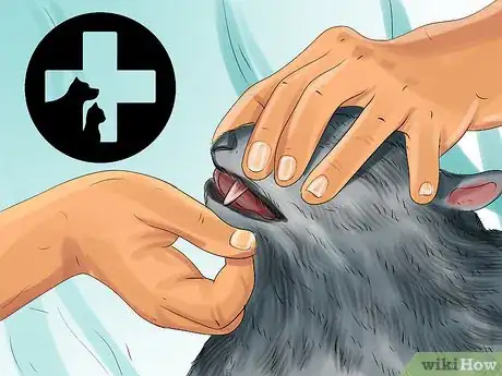 Imagen titulada Help a Cat That Swallowed String Step 2