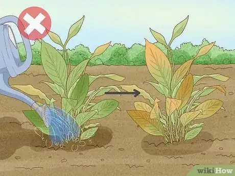 Imagen titulada Winterize Calla Lily Bulbs Step 11