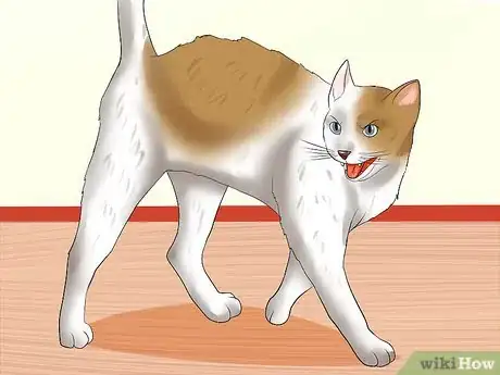 Imagen titulada Spot the Signs of Cat Abuse Step 8