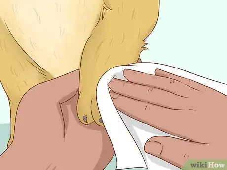 Imagen titulada Bathe a Cat Without Water Step 6
