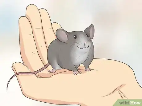 Imagen titulada Choose a Pet Mouse Step 2