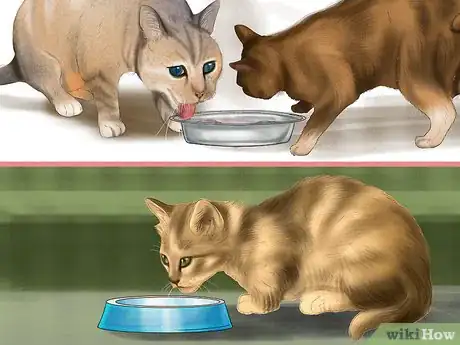 Imagen titulada Choose a Diet for an FIV Cat Step 7