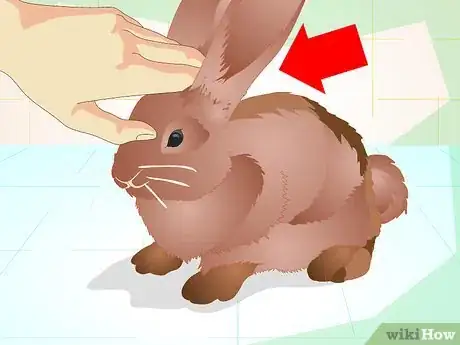 Imagen titulada Make Your Bunny Come to You when You Open the Cage Step 9