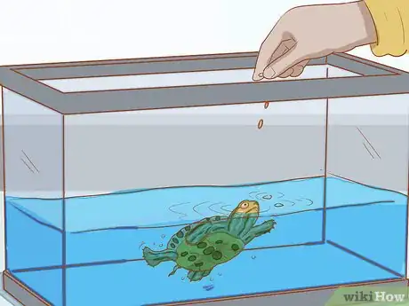 Imagen titulada Take Care of Baby Water Turtles Step 15