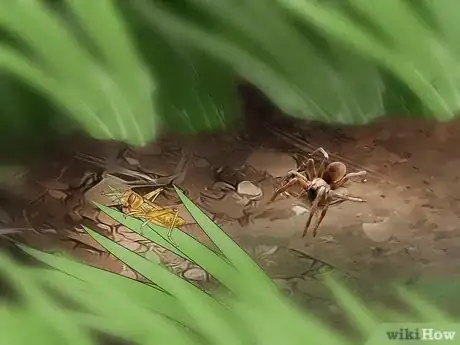 Imagen titulada Identify a Wolf Spider Step 7