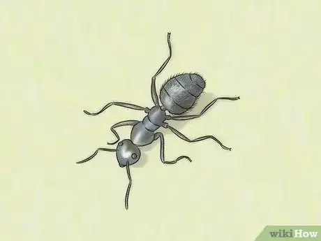 Imagen titulada Identify Ants Step 14