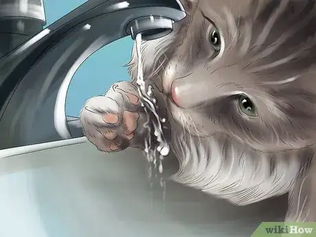 Imagen titulada Identify a Maine Coon Step 8