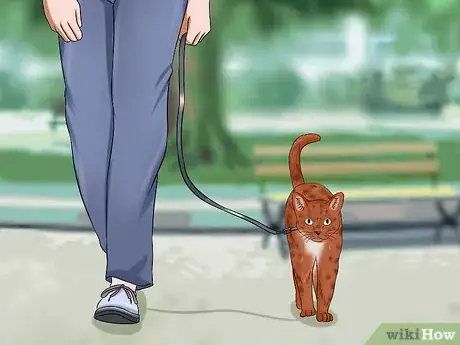 Imagen titulada Keep a Cat from Running out the Door Step 10
