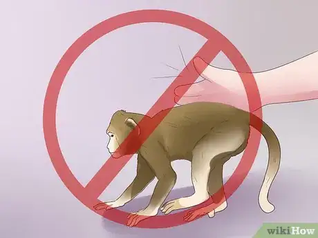 Imagen titulada Take Care of a Monkey Step 13