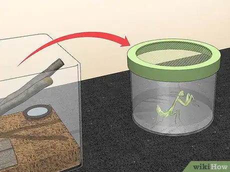 Imagen titulada Take Care of a Praying Mantis Step 12