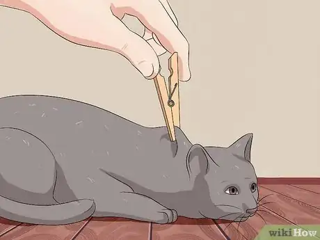Imagen titulada Deactivate Your Cat Step 5