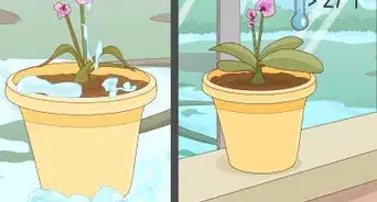 revivir una orquídea