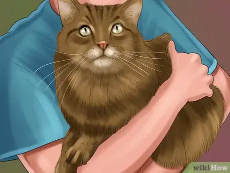 Imagen titulada Identify a Maine Coon Step 3