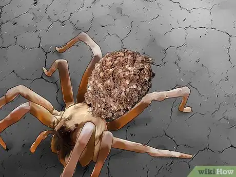 Imagen titulada Identify a Wolf Spider Step 9
