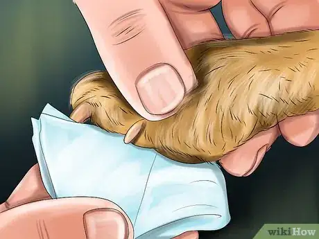 Imagen titulada Treat a Cat with a Broken Claw Step 2