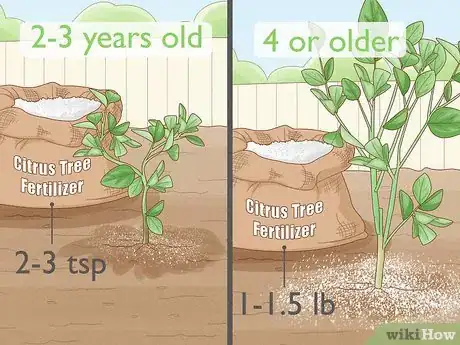 Imagen titulada Grow an Orange Tree Step 14