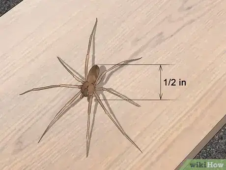 Imagen titulada Identify a Brown Recluse Step 5