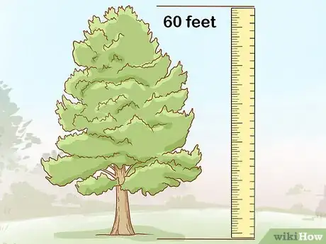 Imagen titulada Identify Cedar Trees Step 12