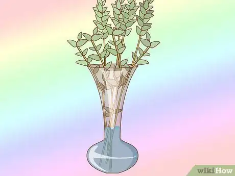 Imagen titulada Preserve Eucalyptus Step 5