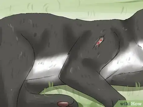 Imagen titulada Treat a Cat for Snakebite Step 1