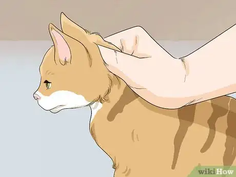 Imagen titulada Get Motor Oil Off a Cat Step 3