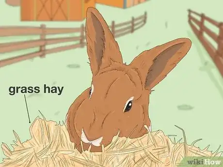 Imagen titulada Treat Diarrhea in Rabbits Step 7